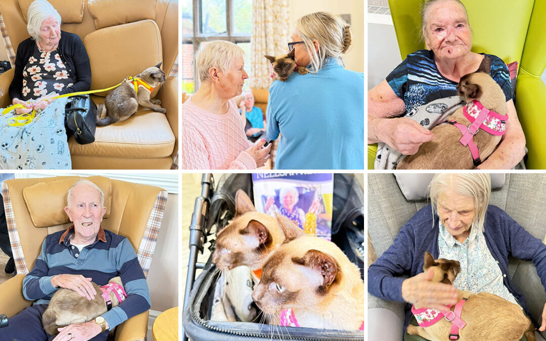 Double the cats, double the smiles at The Old Downs Residential Care Home
